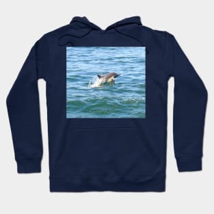 Marine Life, Striped Dolphin, Pacific Ocean, California Hoodie